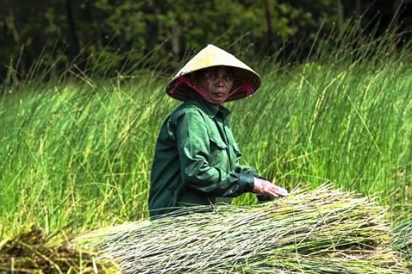 Làng nghề đệm bàng Phò Trạch - Hơi ấm từ đôi tay quê hương