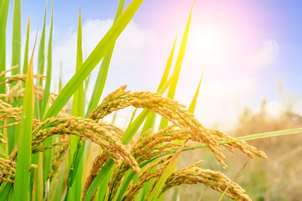 Hướng về quê hương Phong Dinh – trách nhiệm và tình cảm của người con xa quê