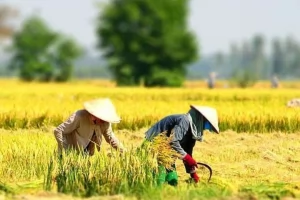 Phường Phong Dinh – Gắn kết từ ba miền quê yêu dấu