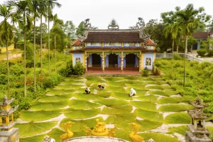 Thông báo lễ hội đua ghe truyền thống Phò Trạch 2026