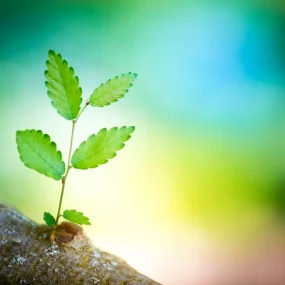 Dịch vụ đời sống